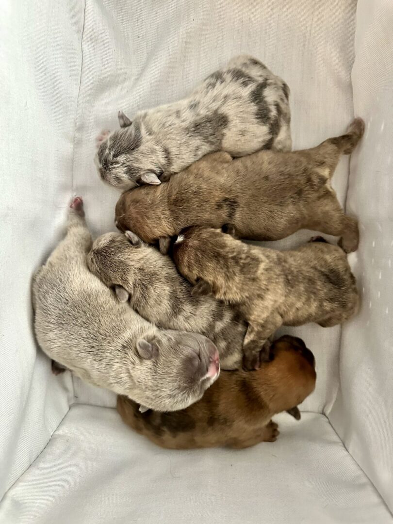 Litter of newborn puppies sleeping in box