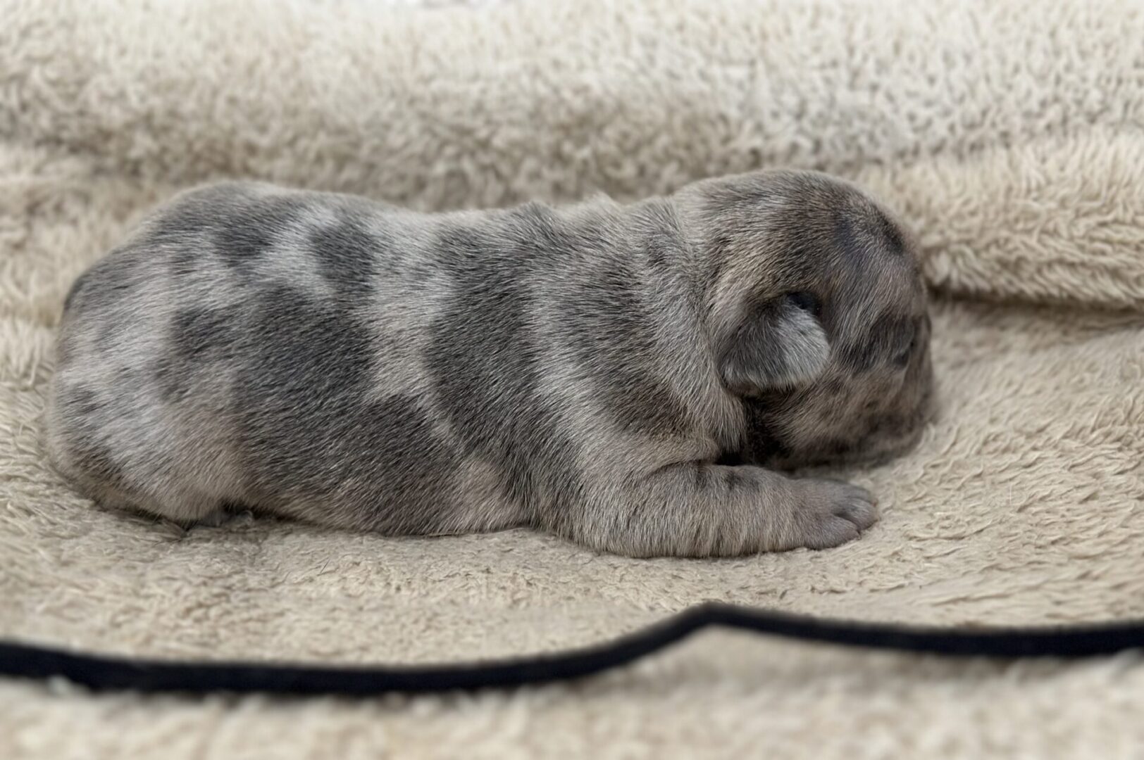 Newborn merle puppy sleeping on beige blanket