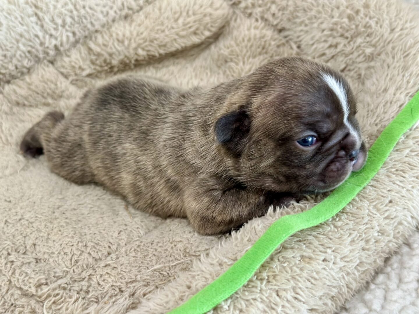 Brindle puppy lying on blanket with green toy