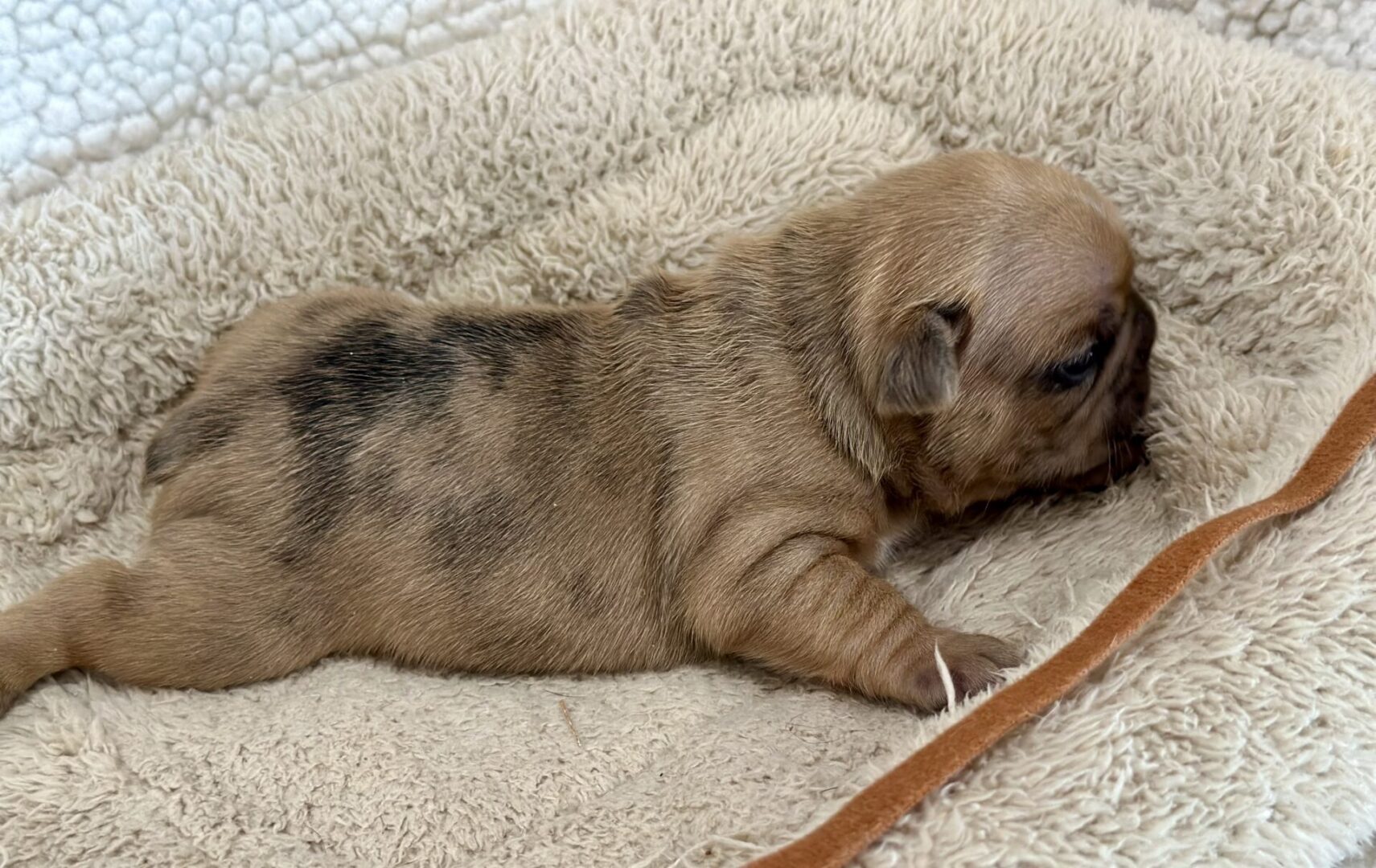 Sleeping brown brindle puppy on plush bed