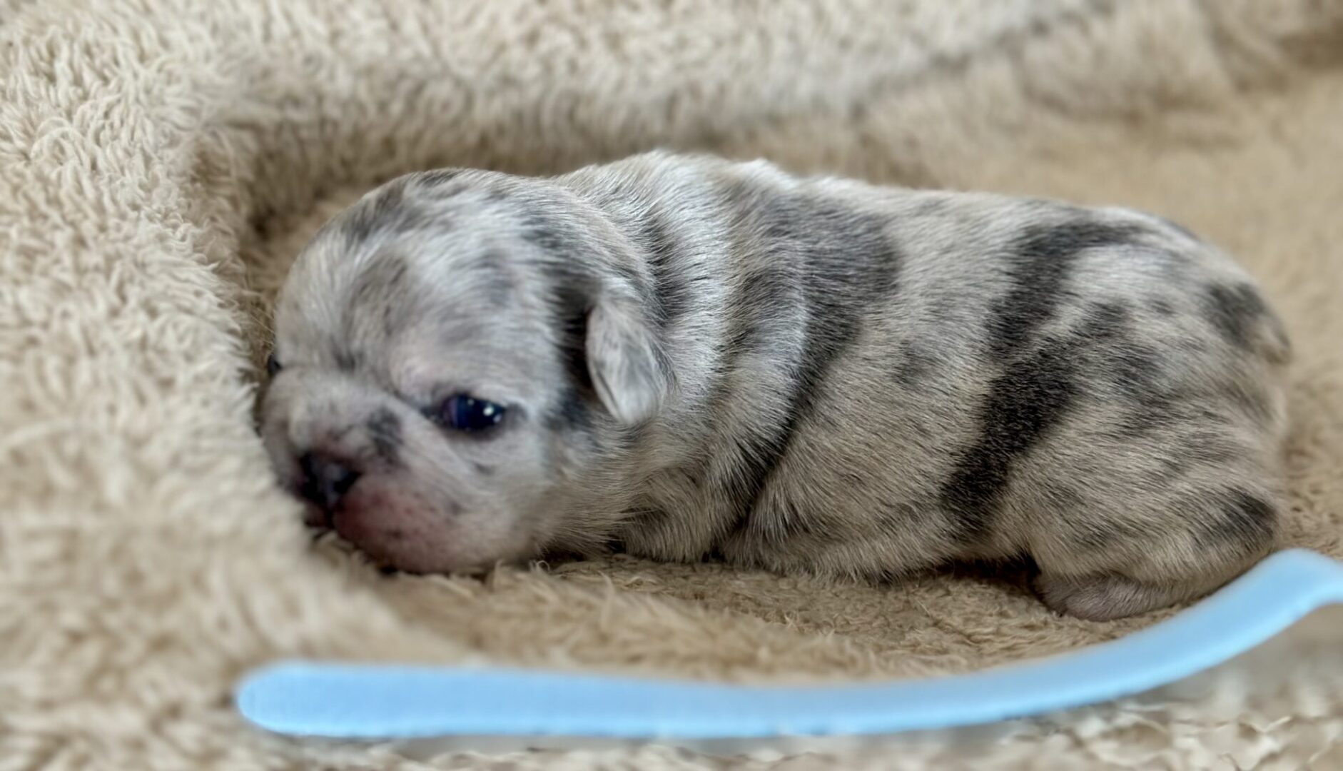 Newborn merle puppy resting on beige blanket