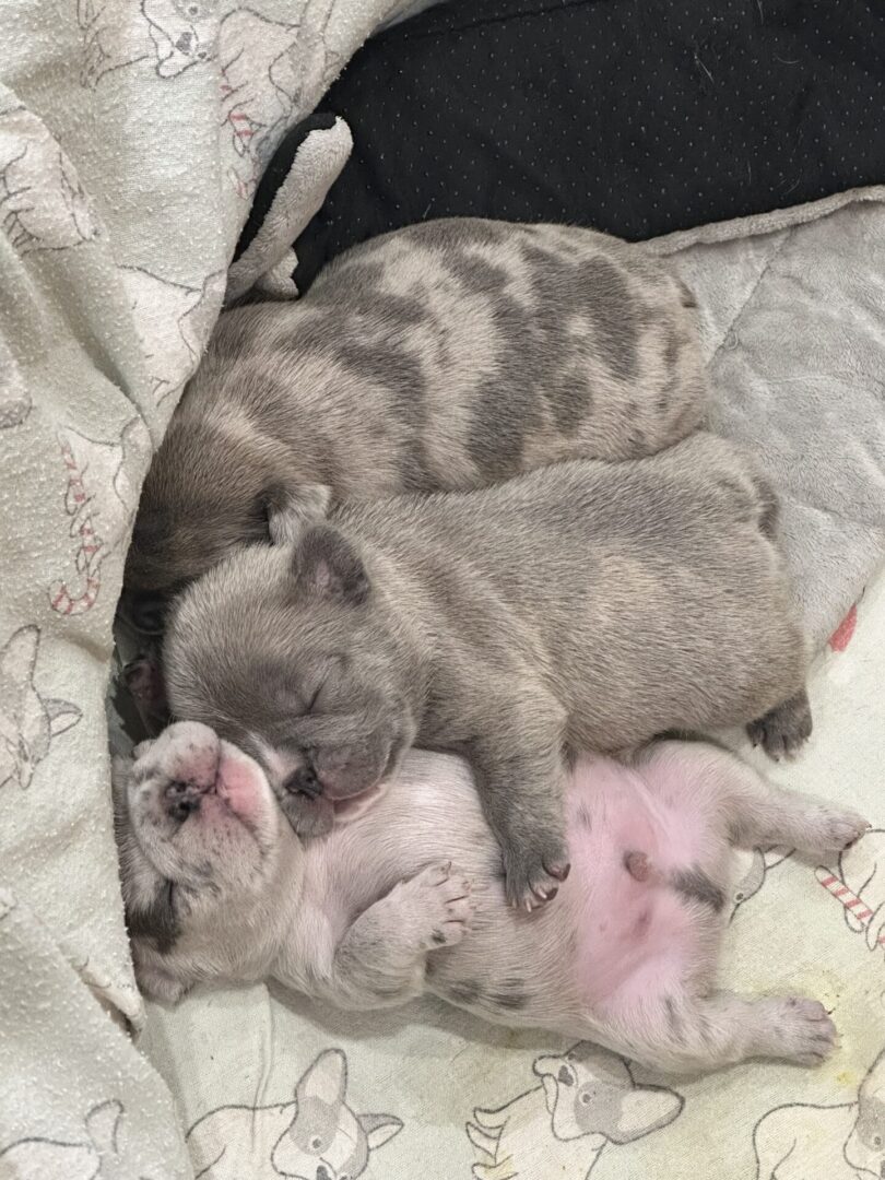Three sleeping gray spotted puppies cuddled together