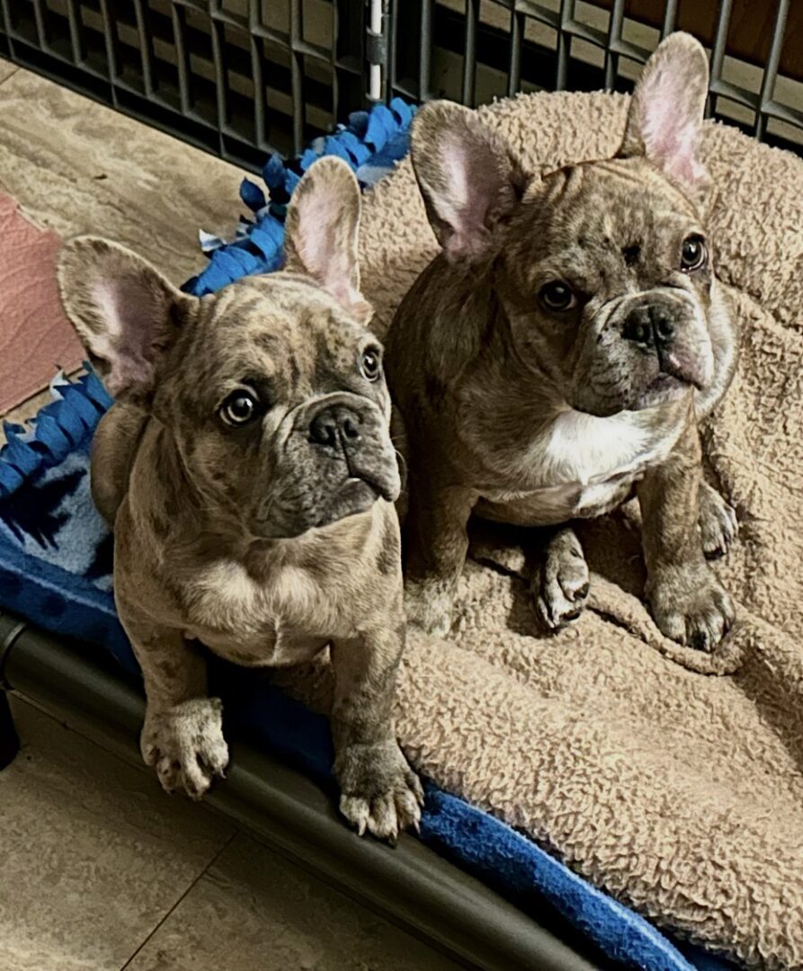 Two adorable French Bulldog puppies sitting